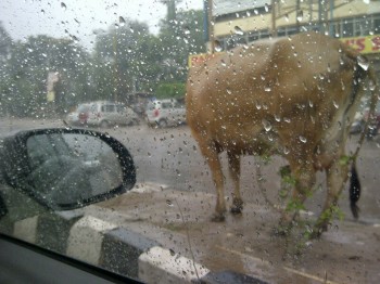 India,Delhi,rain,road,cow