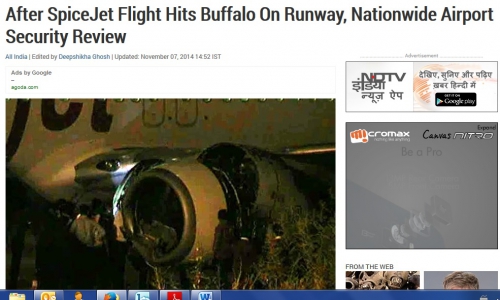 Plane hit cow.jpg