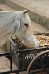 india,cow,meat,cows on the streets,temple cows,milk,euthanasia,killing a cow,old cows,untouchables,she-buffaloes,cows