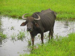 panchagavya,cow,holy cow,hinduism,dung,urine,milk,ghee,buffalo,she-buffalo,calf,bullock,dairy cow,environment,fart,slaughter,beef,meat,vegetarian,non-vegetarien,constitution,law,water buffalo,kambala,kerala,buffalo racing,cow fart,gaz,cow-trafficking