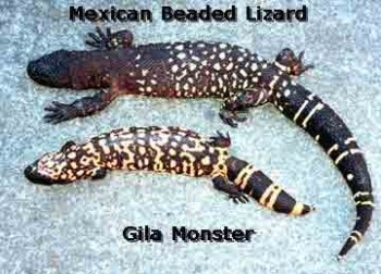 india,gecko,lizard,poisonous