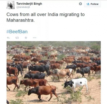 India,cows,beef,beef ban,holy cow,rape,women,india's daughter,fifty shades of grey